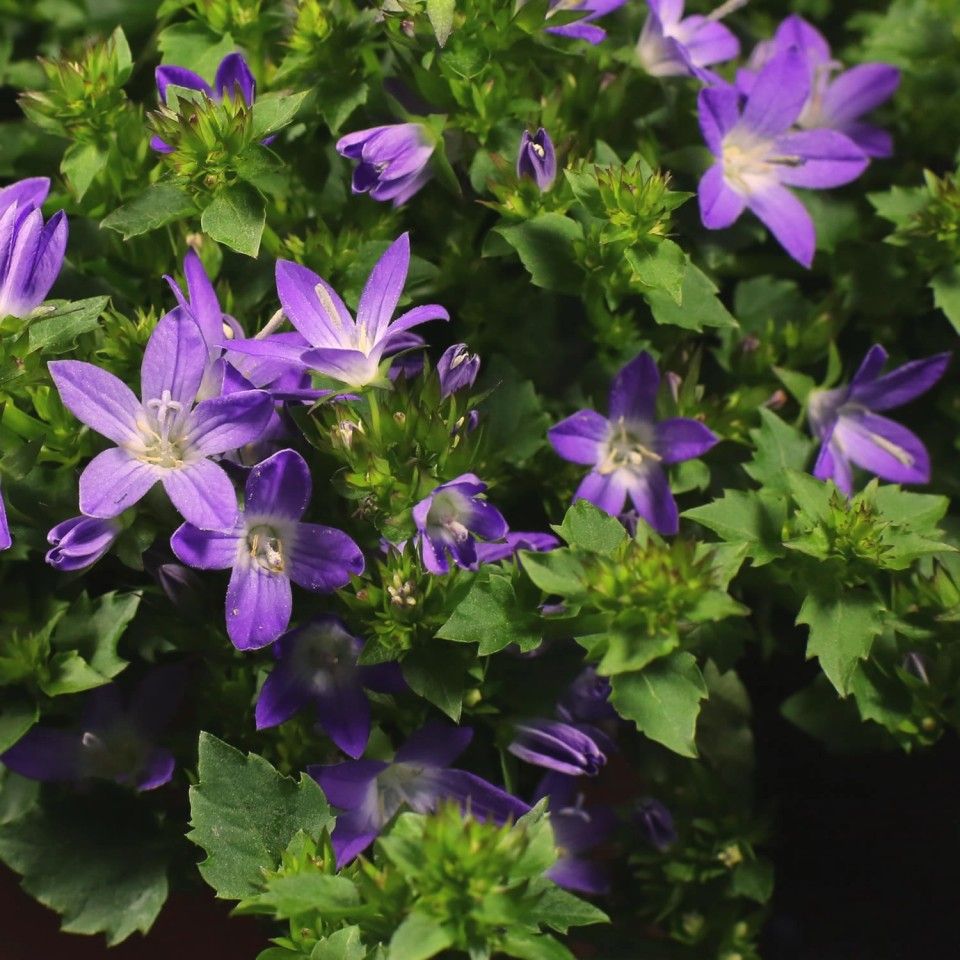 Klokjesbloem 'Addenda Adansa Series' (Campanula poscharskyana 'Addenda - Hoog Onkruid Met Paarse Bloemen