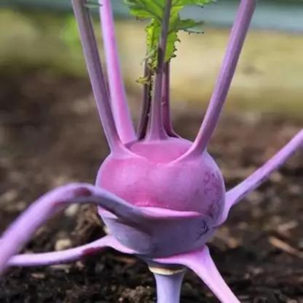 Welke Schermbloemige Plant Vormt Een Rode Knol