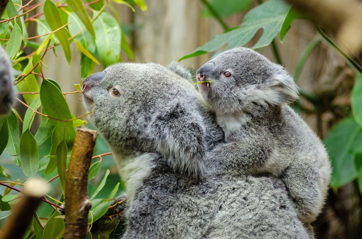 Koala: een populaire buidelbeer uit Australië - Diersoorten - Hoe Snel Is Een Koala