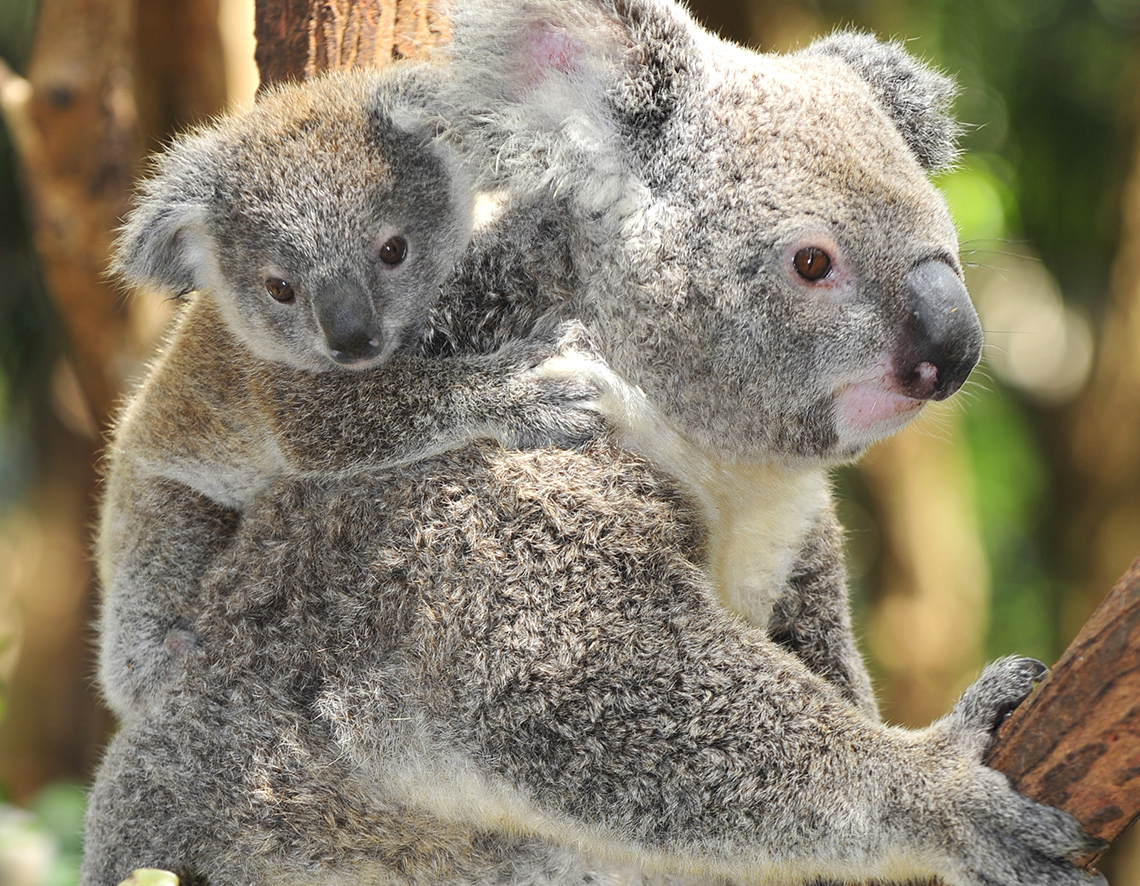 Koala - National Geographic Junior - Hoe Ziet Een Koala Eruit