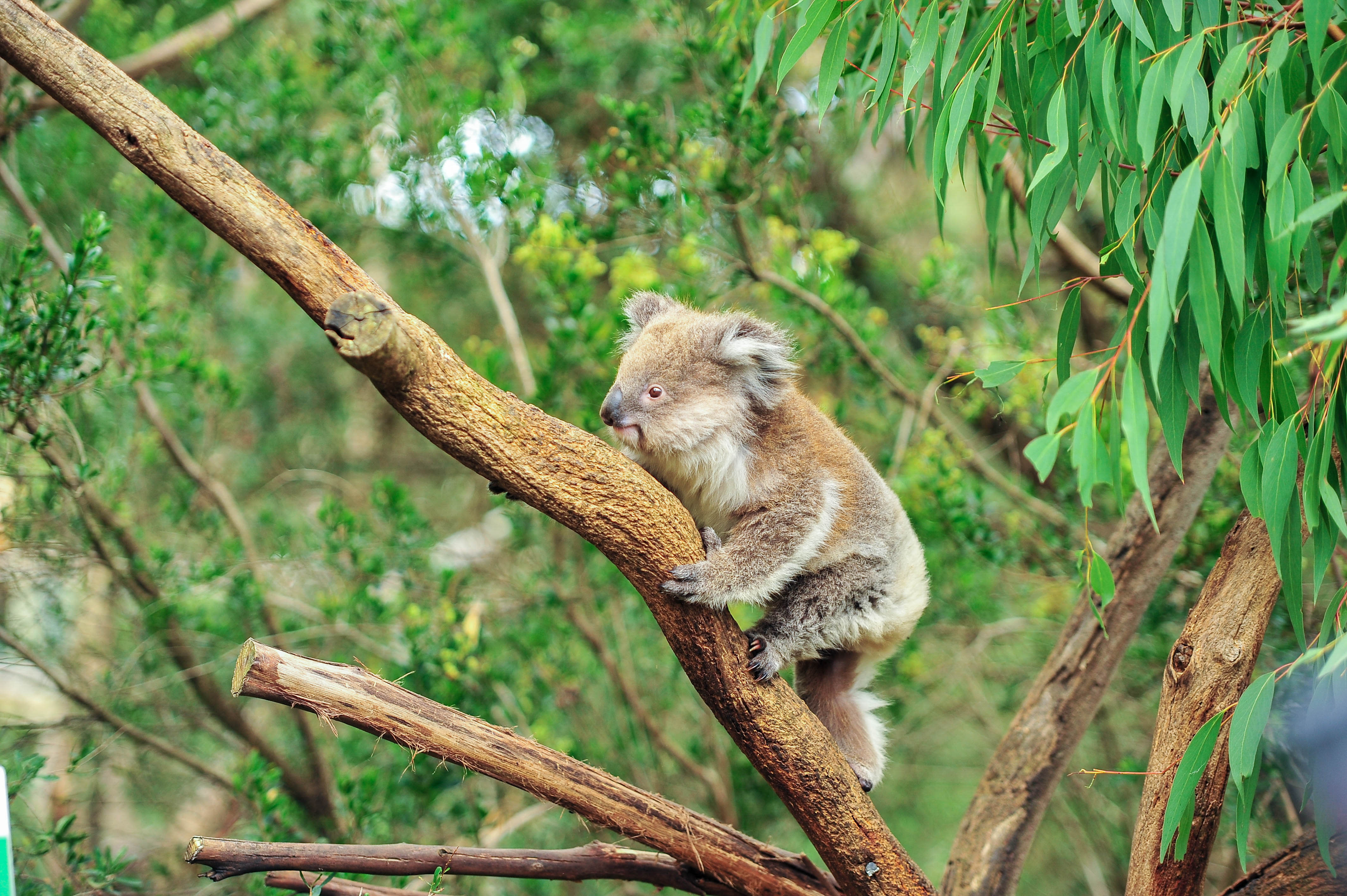 Wie Zat Er In De Koala