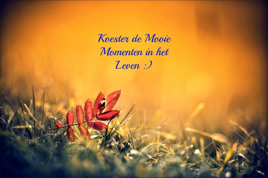 Koester de mooie momenten in het leven ♥♥♥ | Levenswijsheid citaten - Chinees Begrip Van Het Leven