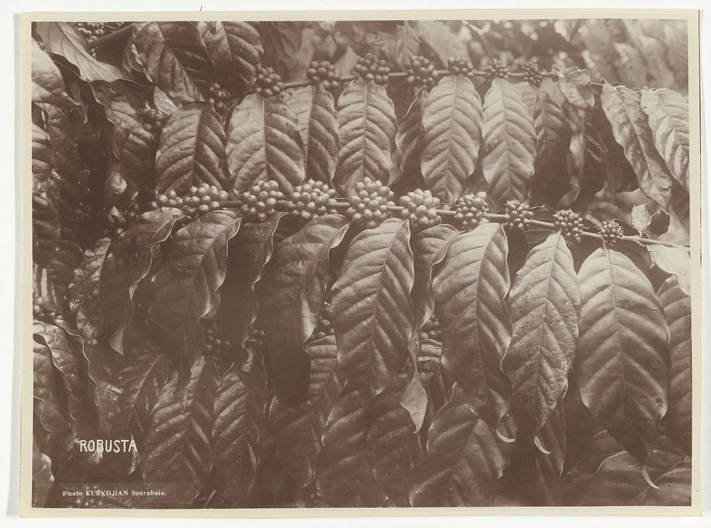 Koffieplant met vruchten (Robusta), voormalig | Free Photo - rawpixel - Hoe Verdedigd Een Koffieplant Zich