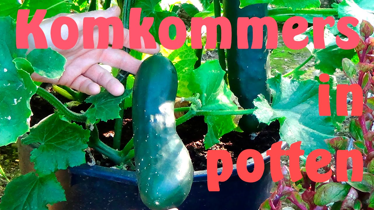 Wat Zit Er In Een Komkommer