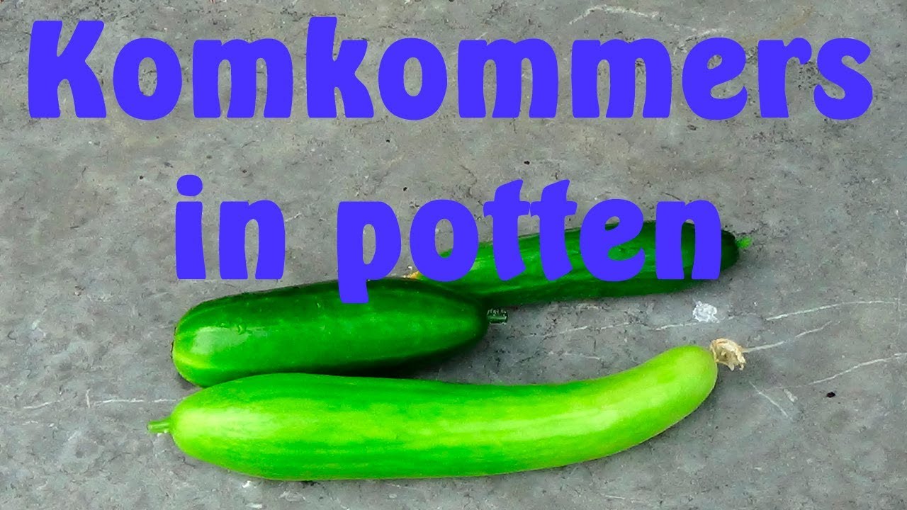 Komkommers in potten - YouTube - Wat Zit Er In Een Komkommer