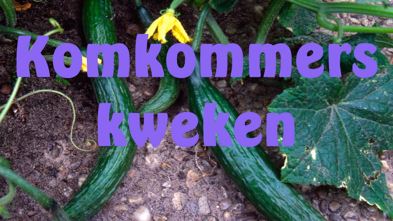 Komkommers kweken - YouTube - Wat Zit Er In Een Komkommer