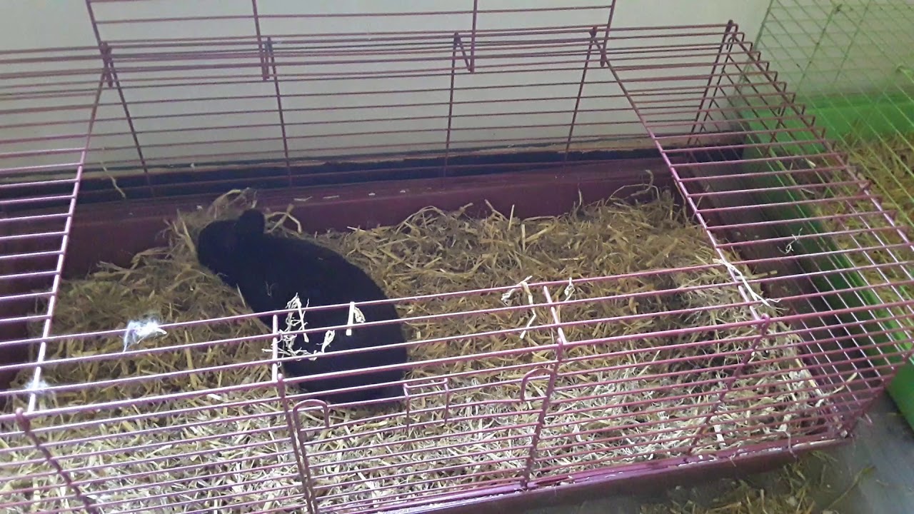 Konijn maakt nest - YouTube - Konijn Maakt Geluid Bij Ademen