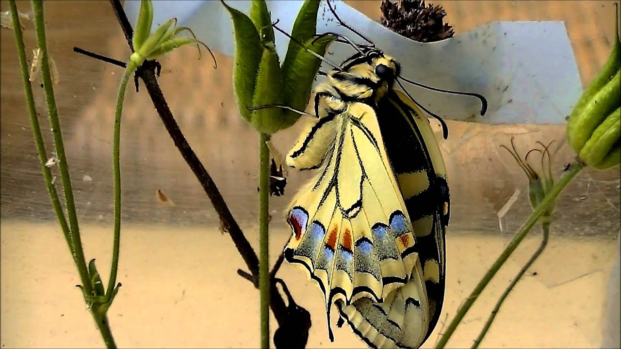Koninginnepage, van rups tot vlinder, in foto's en video - YouTube - Hoeveel Ogen Heeft Een Rups