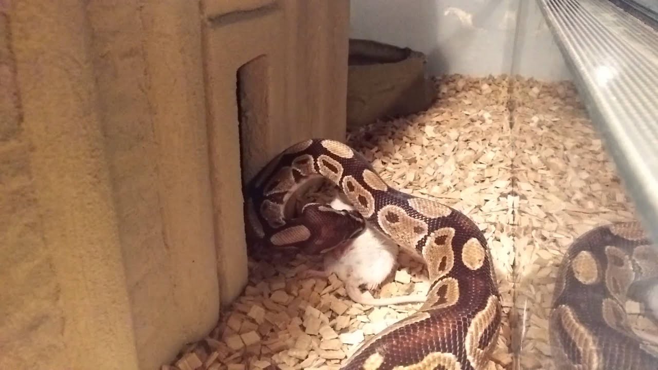 Hoevaak Gaat De Python Over De Kop