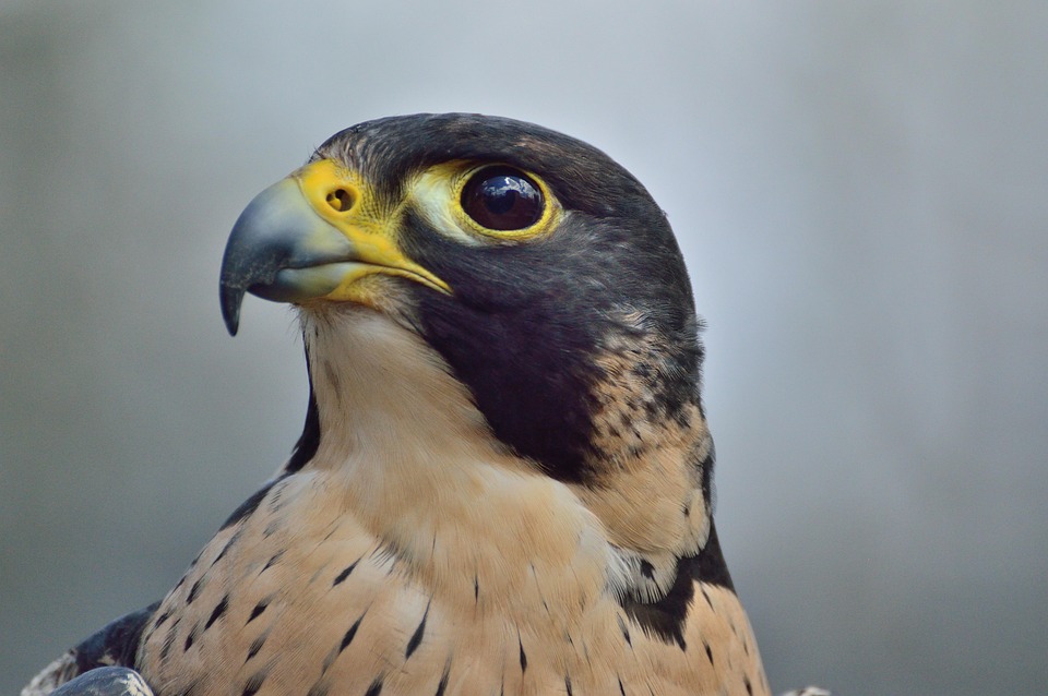 Kostenloses Foto: Wanderfalke, Raubtier, Raptor - Kostenloses Bild auf - Vogel Die Achteruit Kan Vliegen