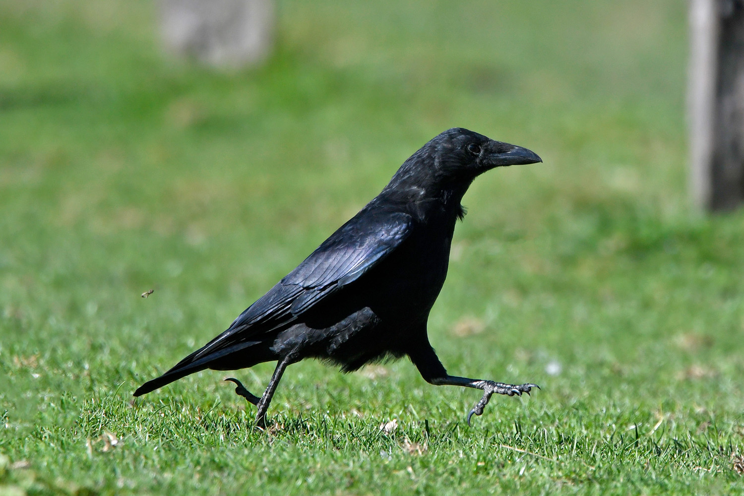 Kraaien | Week van het Bos - Deze Vogel Is De Kleinste Van Alle Kraaien