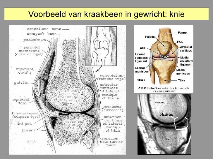 Kraakbeen En Bot - Op Welke Vier Plaatsen In Je Lichaam Komt Kraakbeen Voor