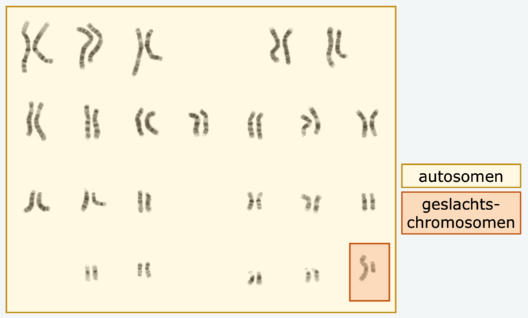 Hoeveel Chromosomen Heeft Een Mens 12 Letters