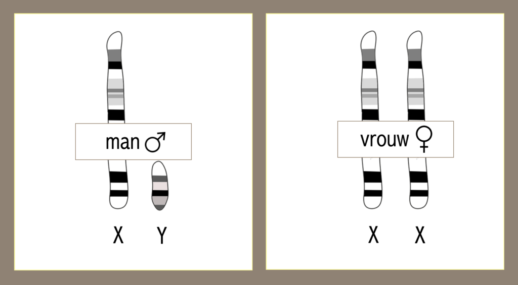 Kruisingsschema’s – Biojuf - Hoeveel Chromosomen Heeft Een Mens 12 Letters