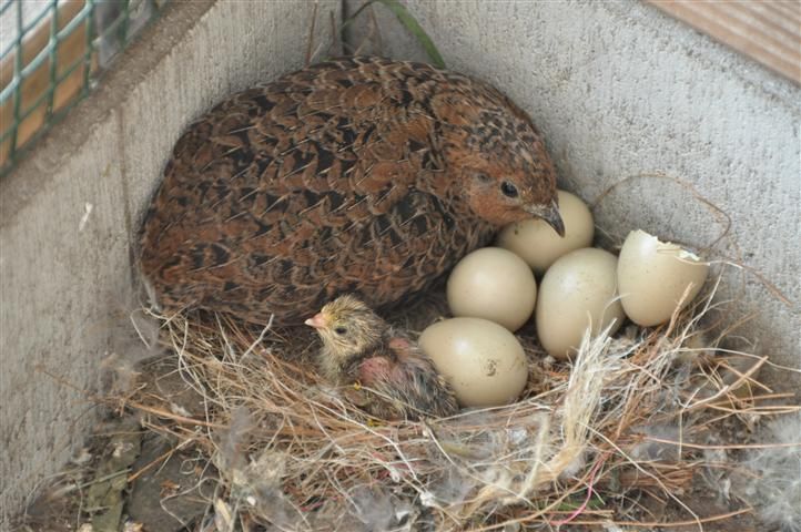Kwartels kweken, van ei tot leghen • voliere-info.nl in 2023 | Kwartels - Herkennen Welke Vogel Legt Welk Ei