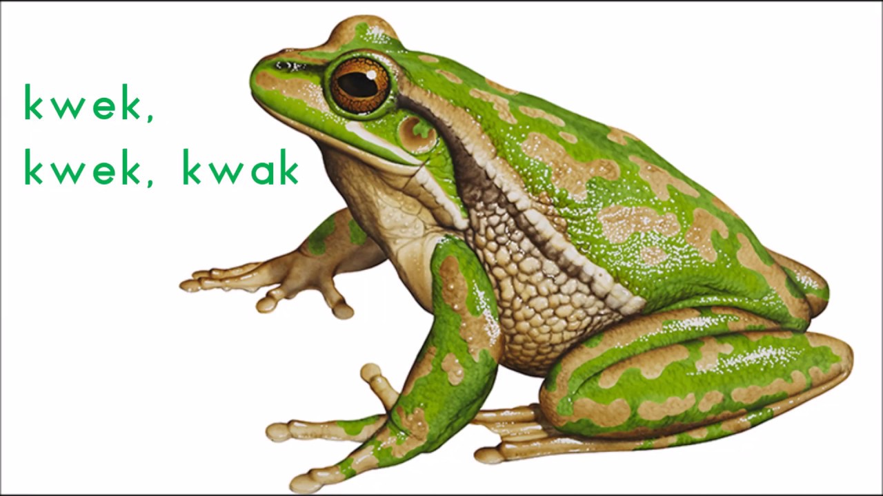 Kwik Kwek En Kwak Wie Is Wie