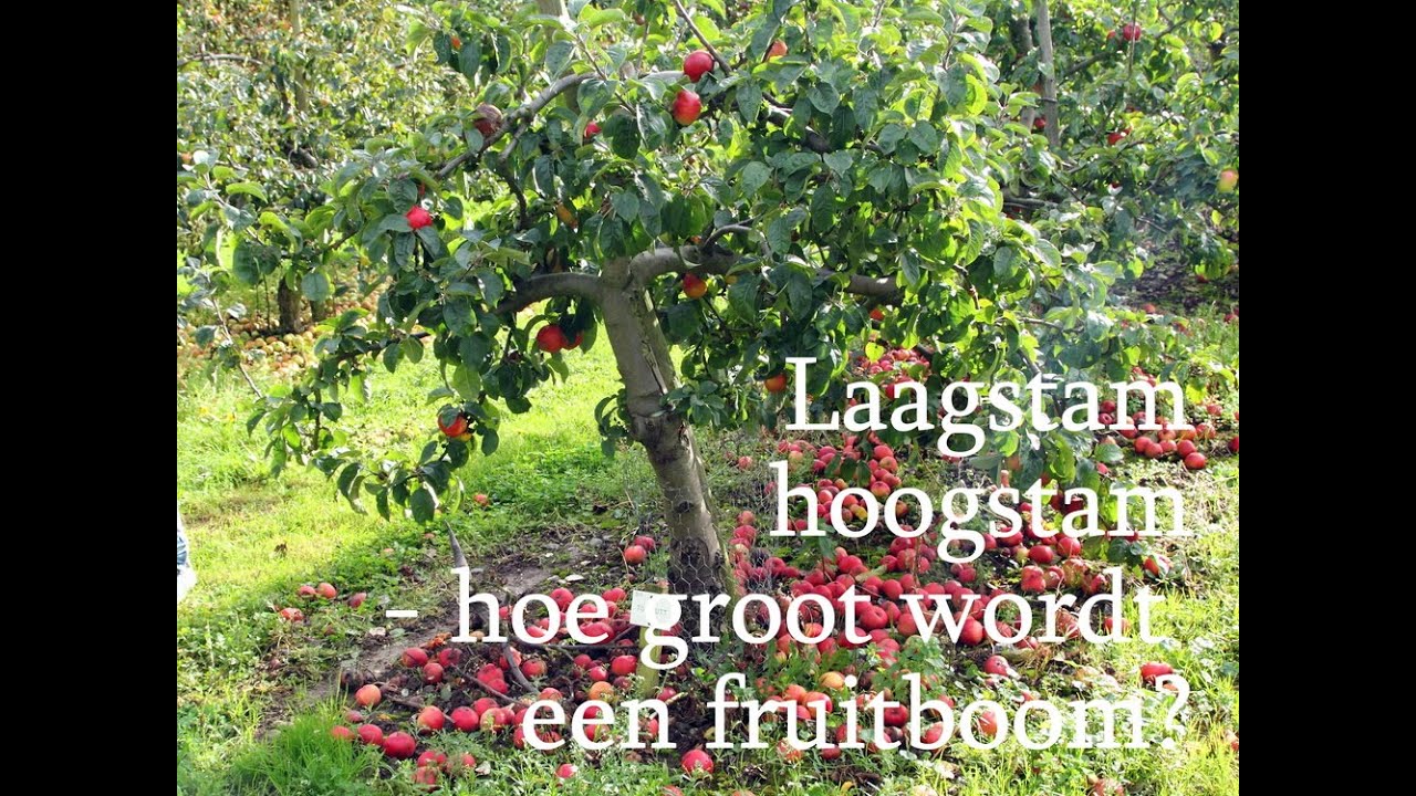 Laagstam, hoogstam - hoe groot wordt een fruitboom? - YouTube - Hoe Hoog Is Een Boom