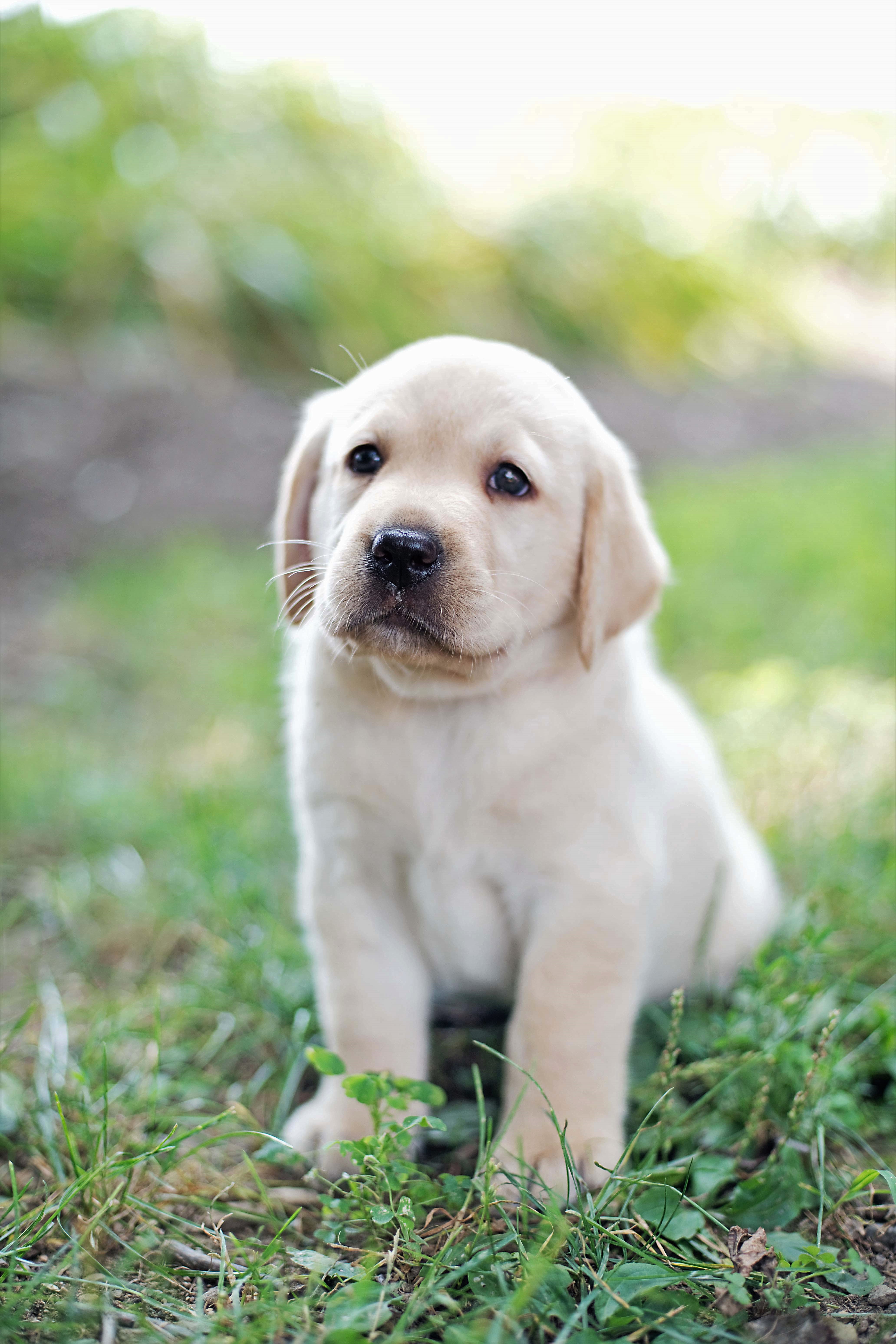 Labrador Retriever Puppies for Sale in Fulton, NY | Lancaster Puppies - Puppy Hond Tekenen In Stappen