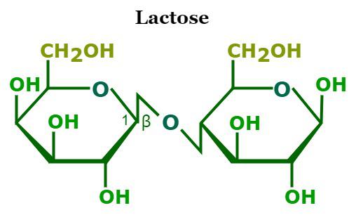 Lactose Intolerantie Op Latere Leeftijd