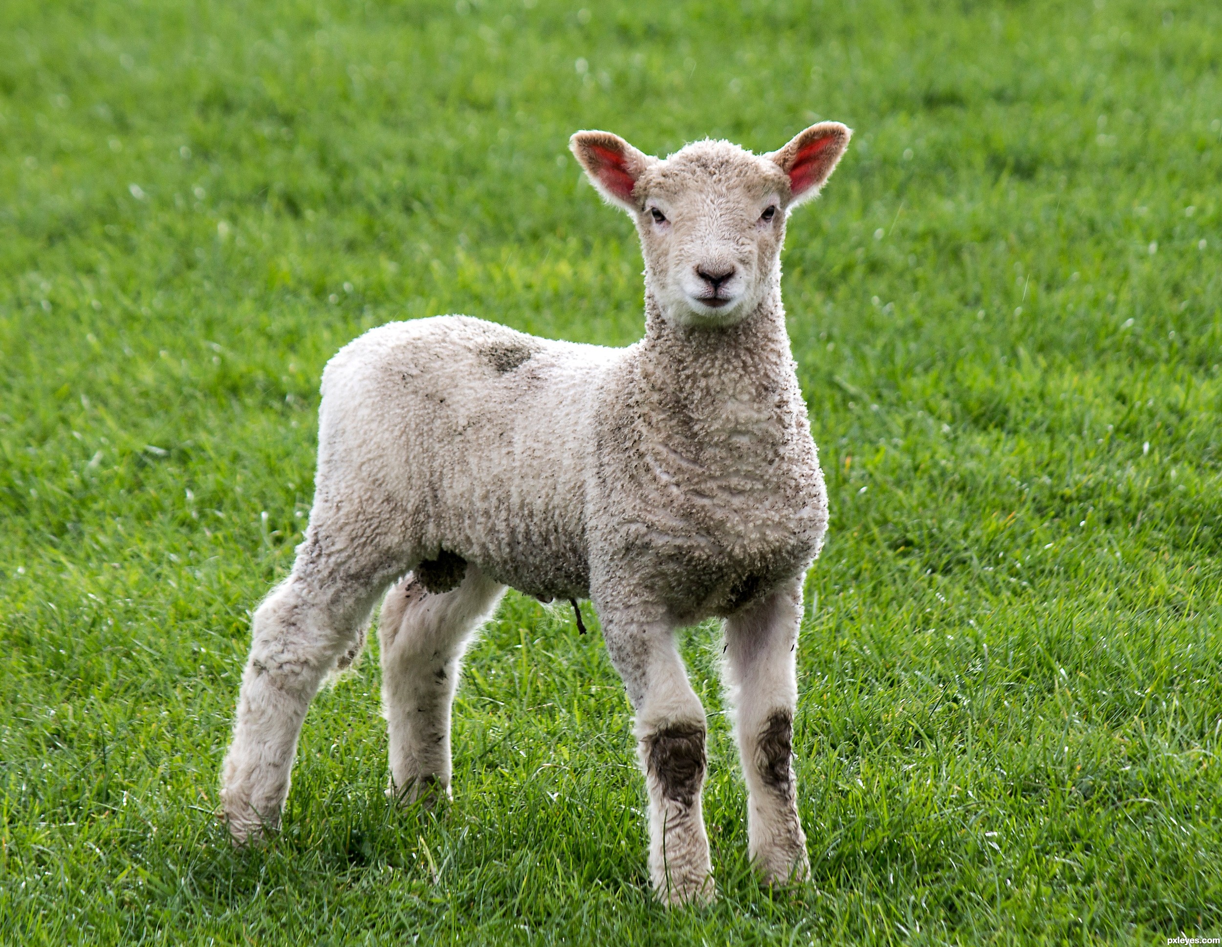 Lamb To The Slaughter Samenvatting