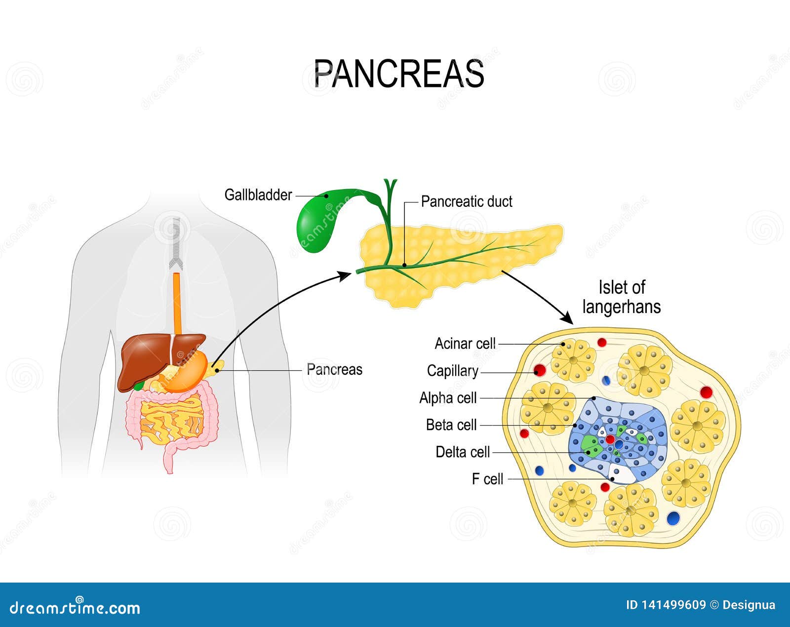 Langerhans Cartoons, Illustrations & Vector Stock Images - 326 Pictures - Wat Produceren De Eilandjes Van Langerhans In De Pancreas