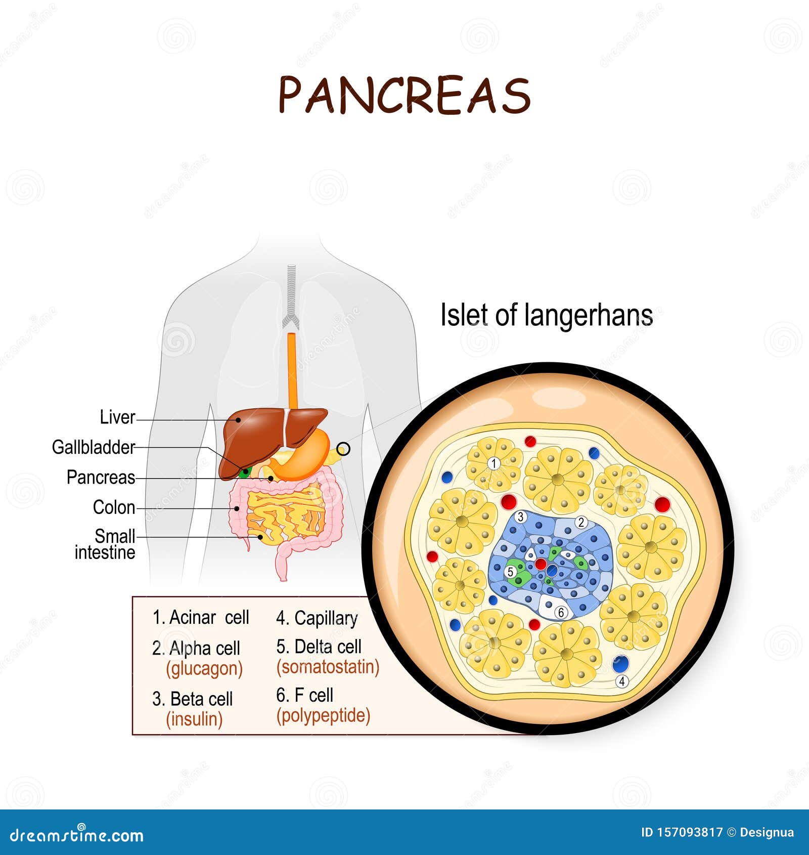 Langerhans Cartoons, Illustrations & Vector Stock Images - 339 Pictures - Wat Produceren De Eilandjes Van Langerhans In De Pancreas