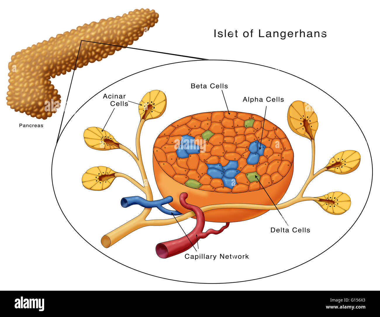 Langerhans Zellen - Waar Liggen De Eilandjes Van Langerhans