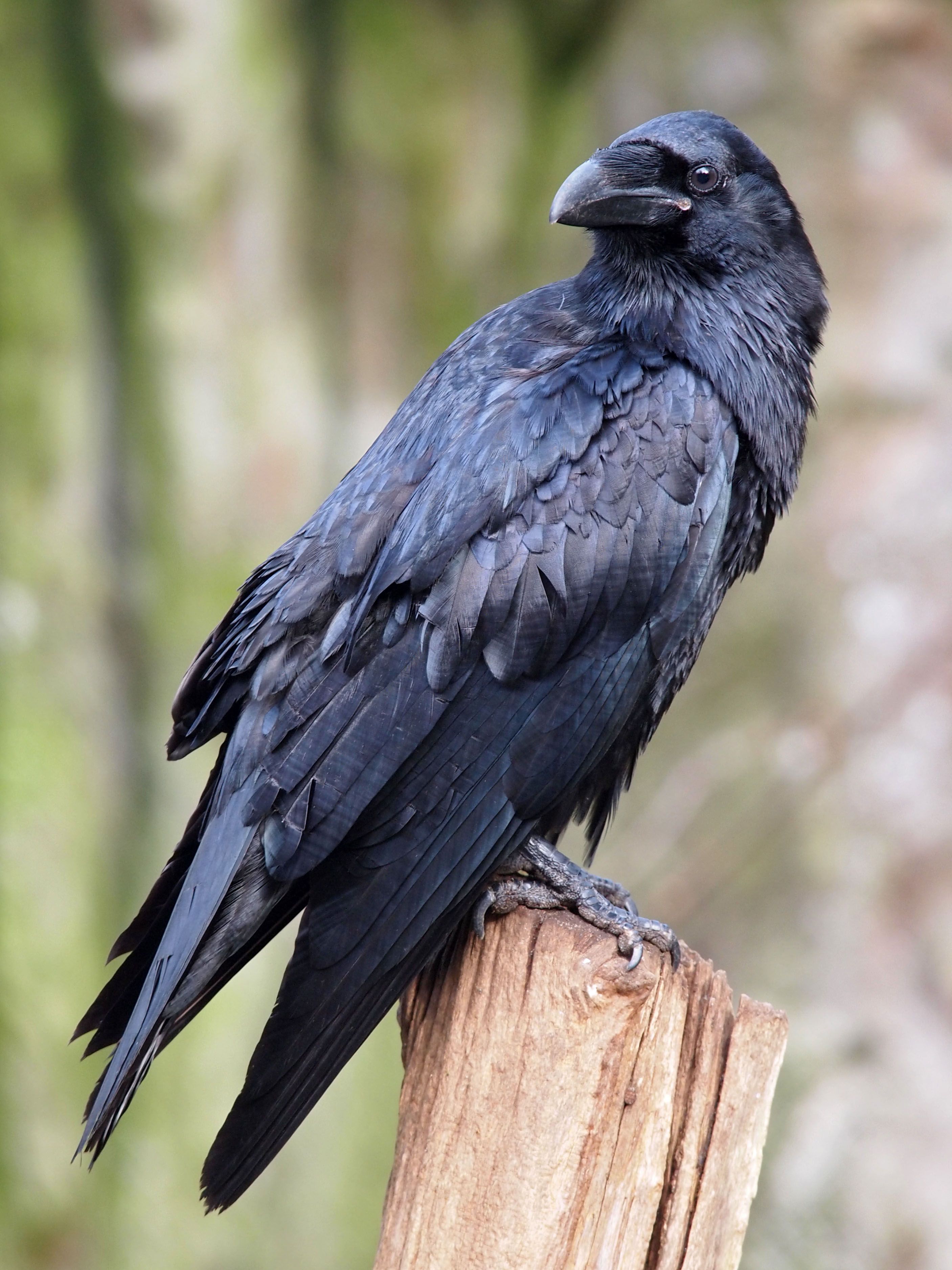 Is Raven Een Man Of Vrouw