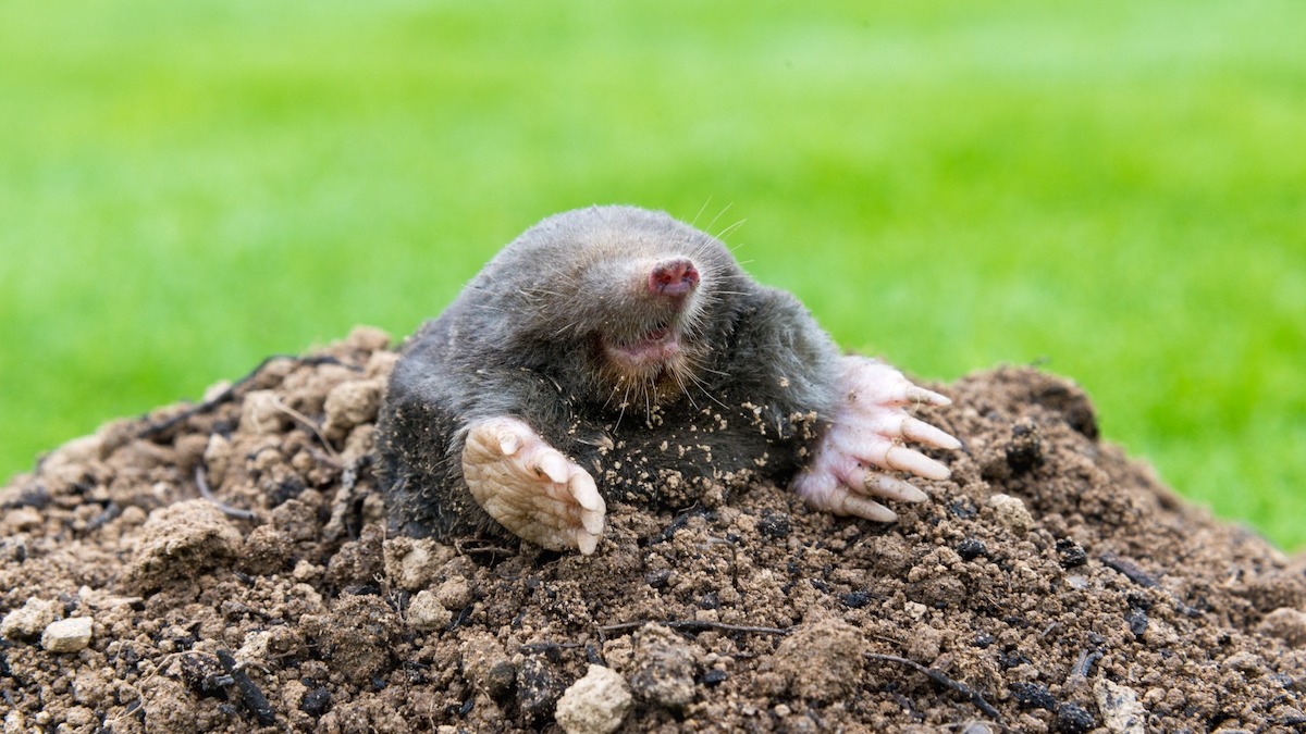 Komt Een Mol Boven De Grond