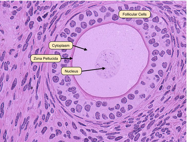 late primary follicle | Biology, Medical science, Reproductive system - Hoeveel Follikels Is Normaal 40 Jaar
