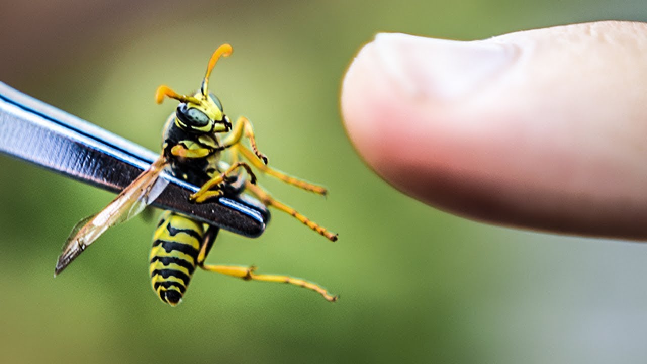 LATEN STEKEN DOOR EEN WESP! Crash Koers 💥🐝 - YouTube - Gaan Wespen Dood Na Steken