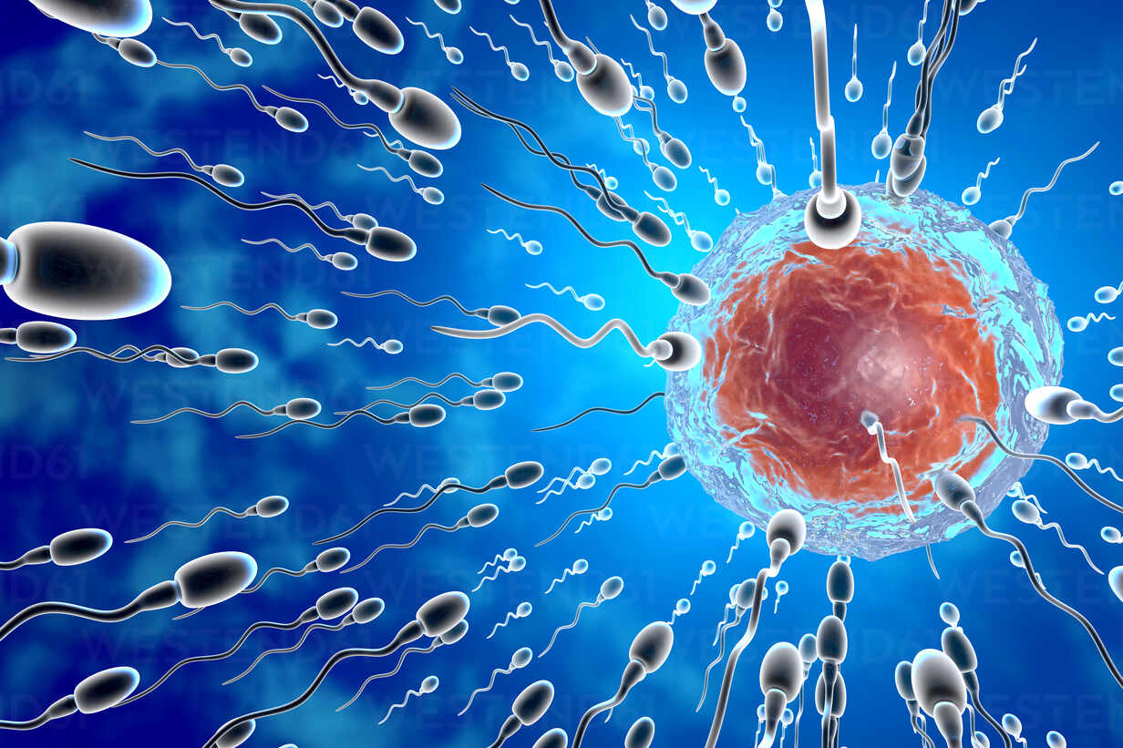 Sperm Cell With A Egg Cell