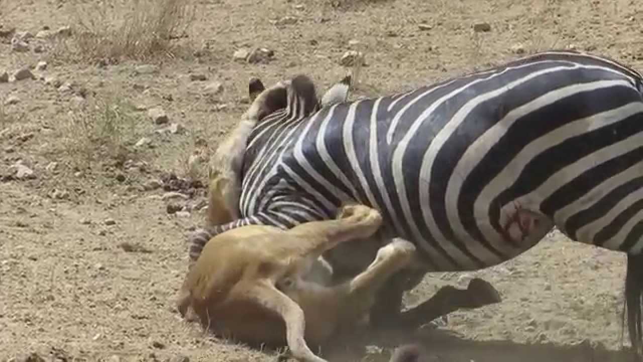 Leeuw vs zebra met onverwachte ontsnapping - YouTube - Hoeveel Gebied Heeft Een Leeuw Nodig Om Te Jagen