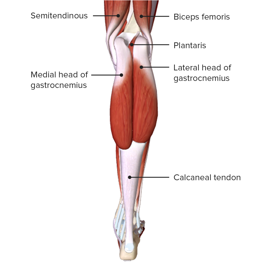 Leg: Anatomy | Concise Medical Knowledge - Leg Uit Dat De Schedel Een Orgaan Is