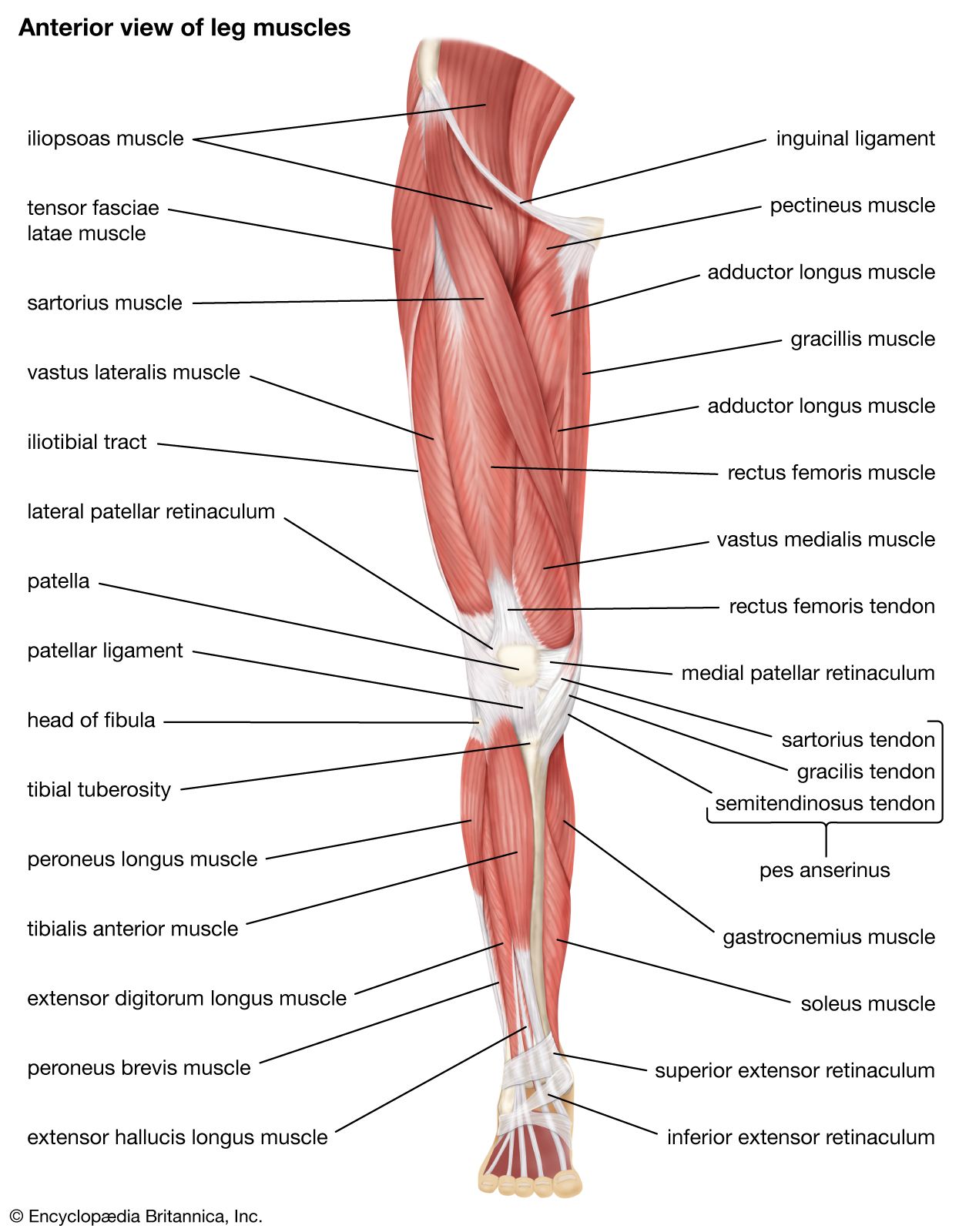 Leg | Definition, Bones, Muscles, & Facts | Britannica - Leg Uit Dat De Schedel Een Orgaan Is