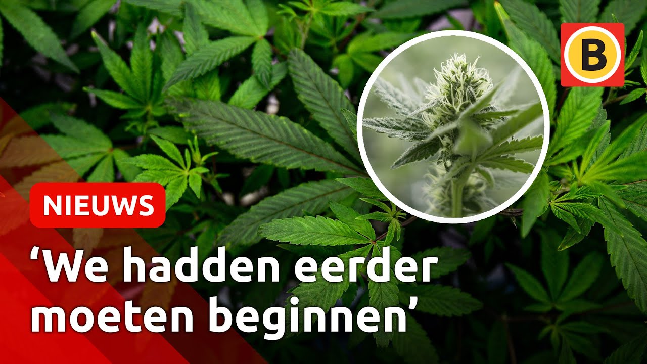 LEGAAL geteelde WIET en HASJ in Brabant | Omroep Brabant - YouTube - Wat Is Beter Hasj Of Wiet