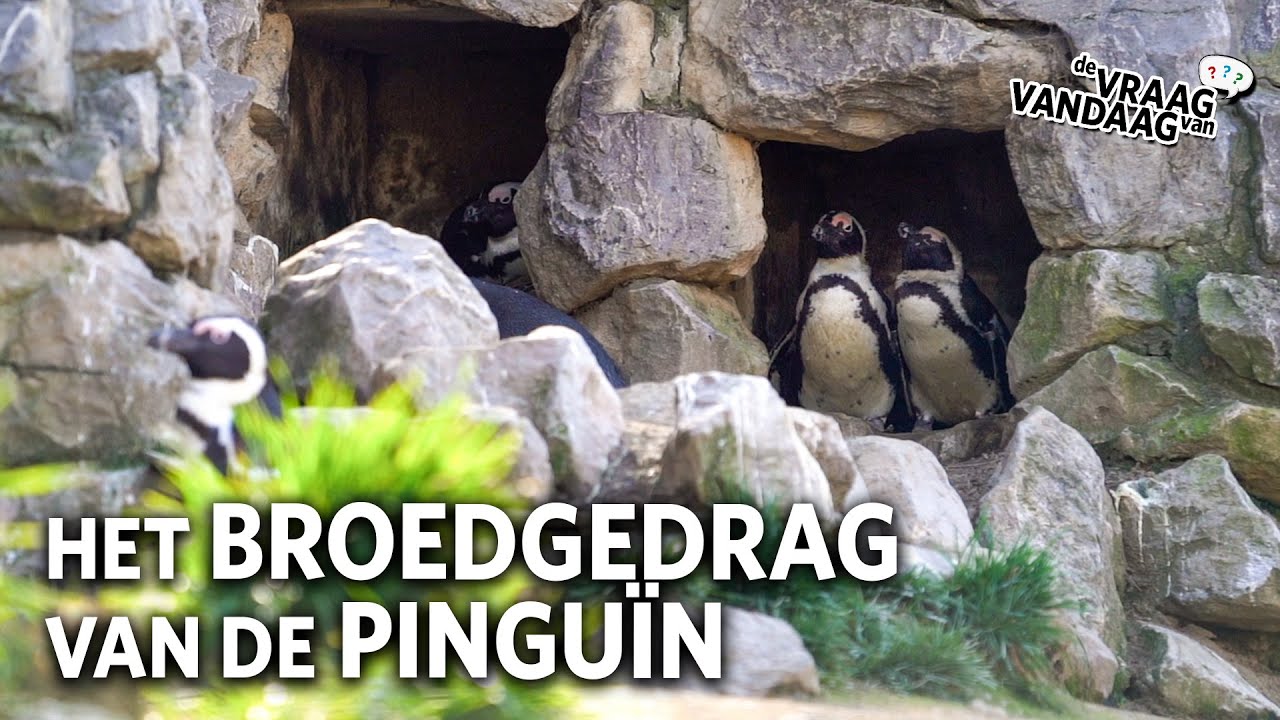Hoeveel Eieren Legt Een Zwaan
