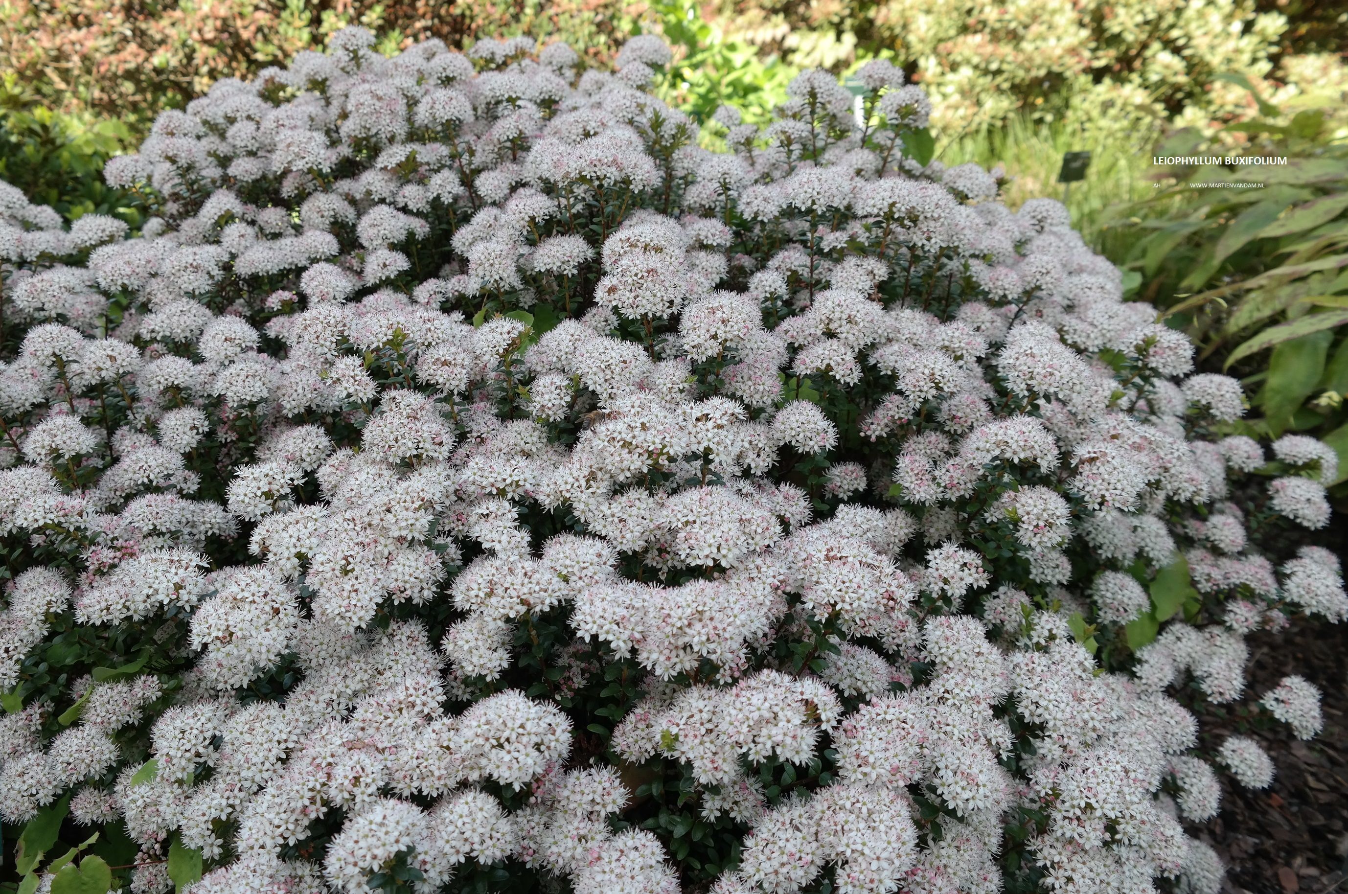 Leiophyllum buxifolium, wintergroene heester die april-mei wit-rose - Struiken Voor In De Zon