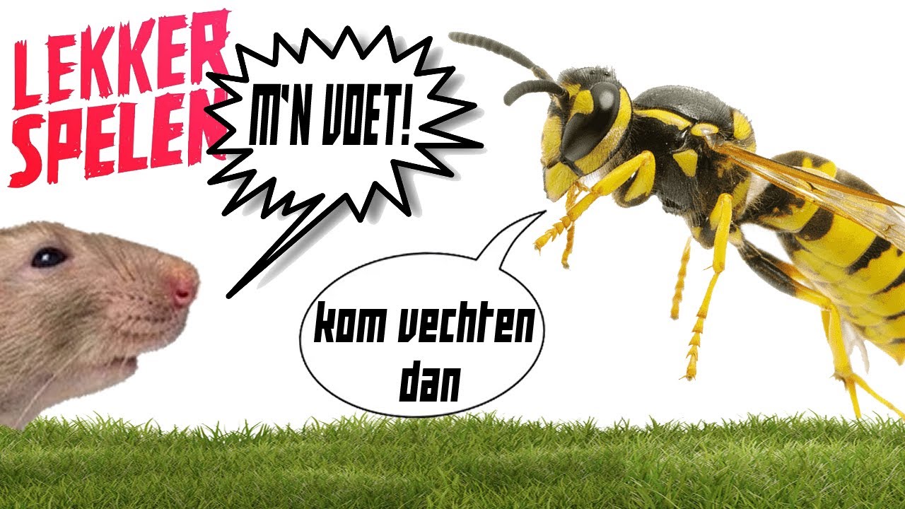 Lekker Spelen - Gestoken door een Wesp - YouTube - Gaat Een Wesp Dood Als Hij Steekt