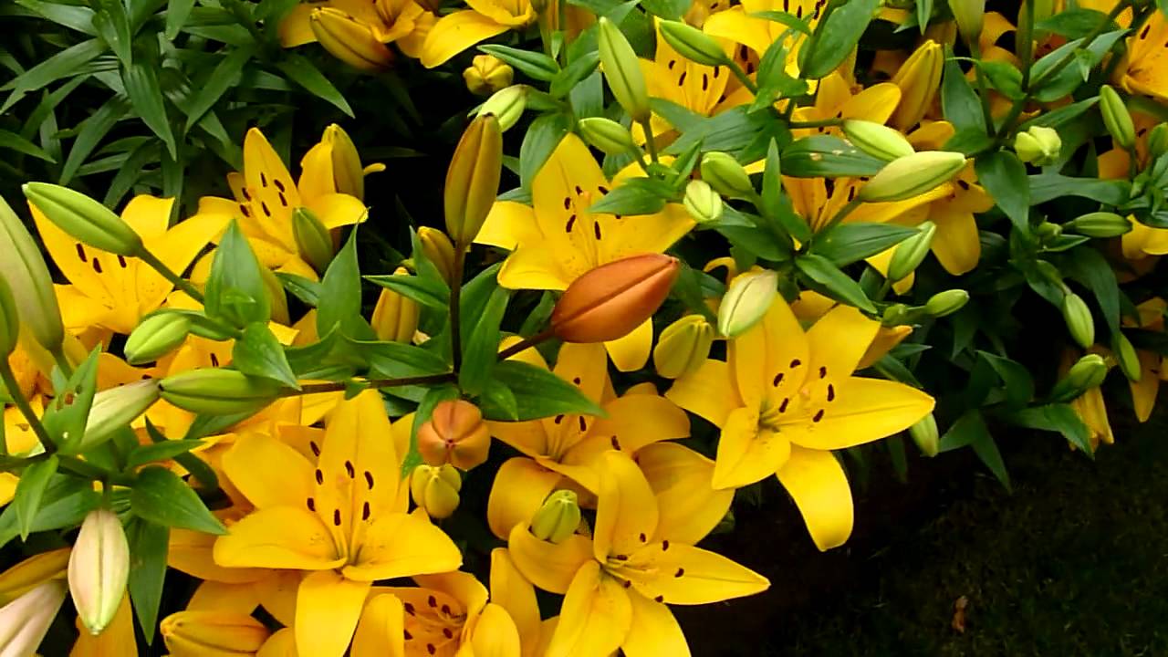 Lelies in de tuin, Liliacecea, Holland, The Netherlands, bloemen - Betekenis Lelie In De Bijbel