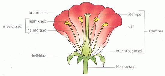 Welk Onderdeel Van Een Bloem Brengt Stuifmeel Voort