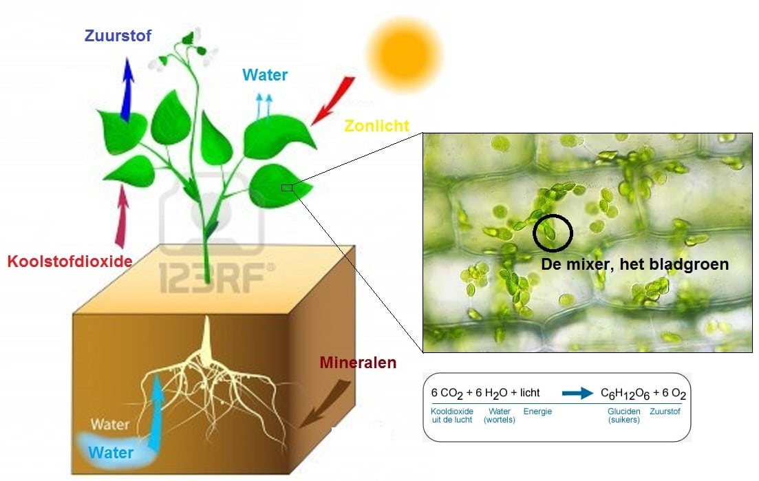 Les 1. Fotosynthese - Biologielessen.nl - Vindt Er Fotosynthese Plaats In De Wortels Van Een Plant