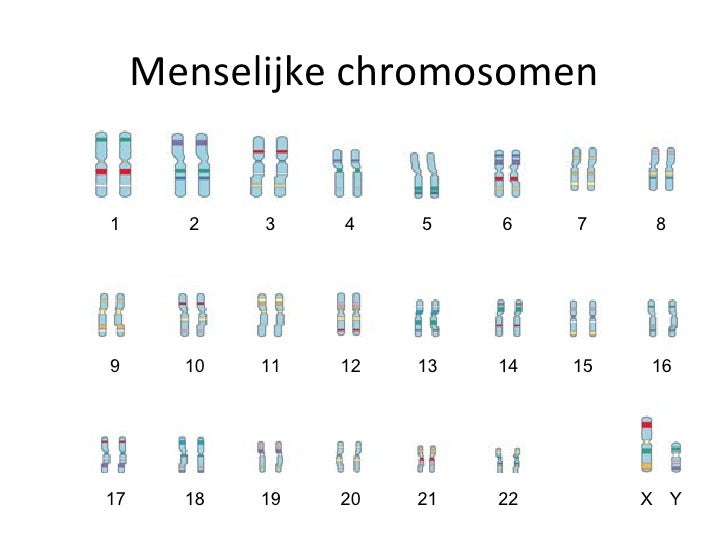 Les1en2toledoversie - Hoeveel Chromosomen Heeft Een Geslachtscel