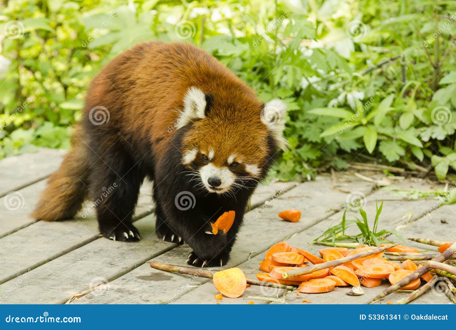 Hoeveel Bamboe Eet Een Panda Per Dag