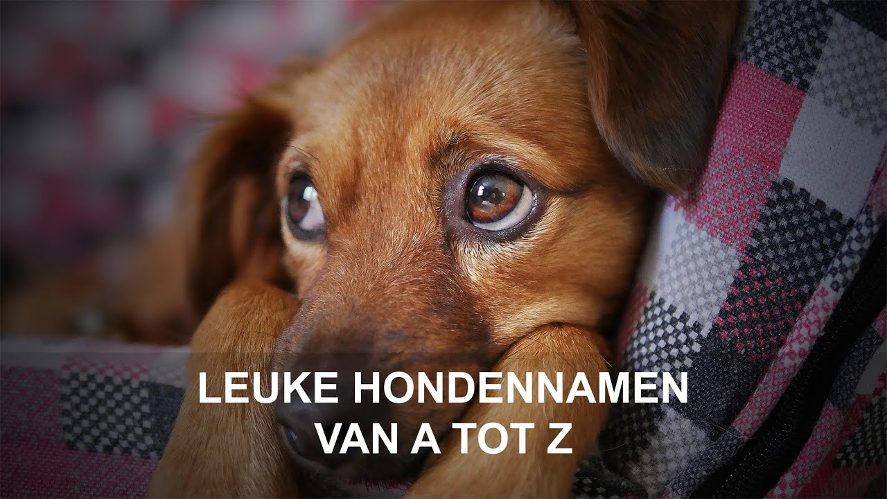Leuke hondennamen - Van A tot Z - YouTube - Dieren Beginnend Met Een T