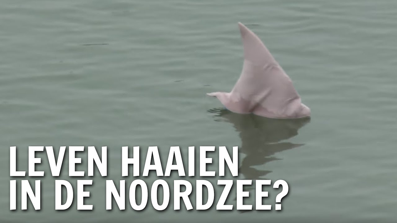 Leven haaien in de Noordzee? | De Buitendienst over haaien - YouTube - Zwemmen Er Haaien In De Middellandse Zee
