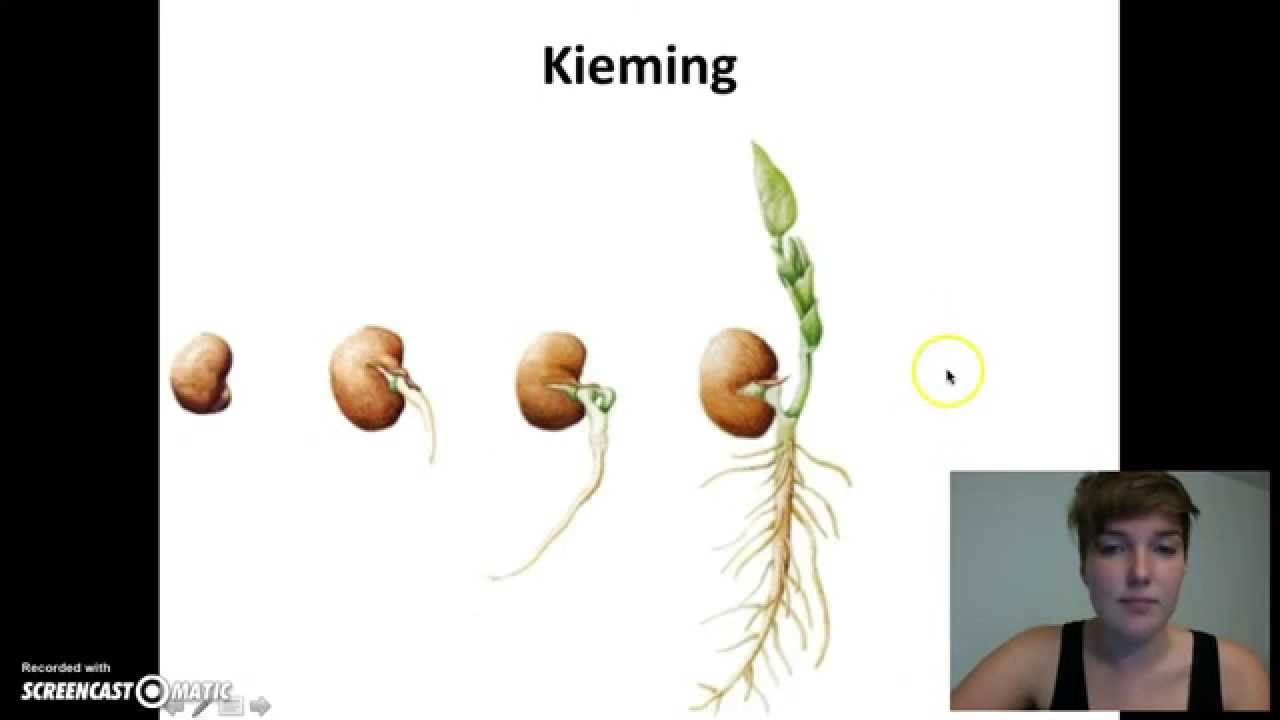 Levenscyclus bruine boon - YouTube - Wat Is Een Natuurgetrouwe Tekening