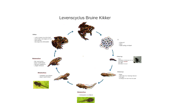 Levenscyclus bruine kikker by Kees Wesselink on Prezi - Wat Eet Een Volwassen Kikker Vooral
