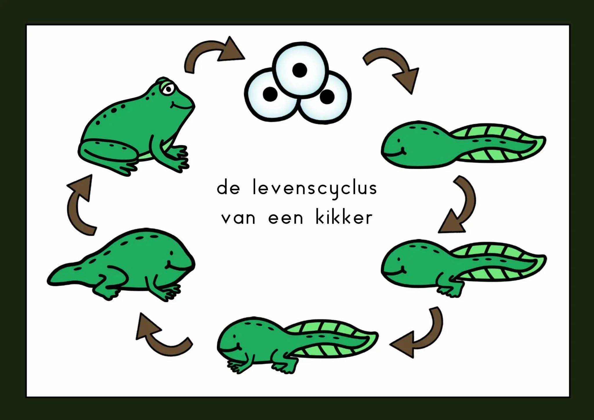 Levenscyclus kikker | Klas van juf Linda in 2021 | Kikker, Levenscyclus - Uit Welke Stadia Bestaat De Levenscyclus Van Een Kikker