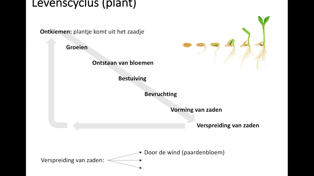 Levenscyclus plant - YouTube - Levenscyclus Van Een Bruine Boon